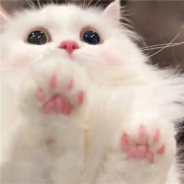 Avatar do usuário Amanda